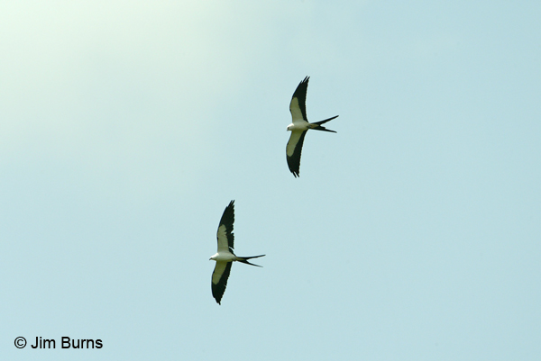 Swallow-tailed Kites overhead