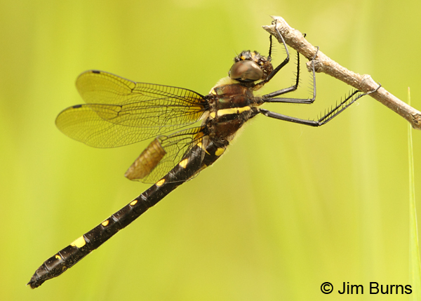 Swift River Cruiser northern female with damaged wing, Rusk Co., WI, June 2014