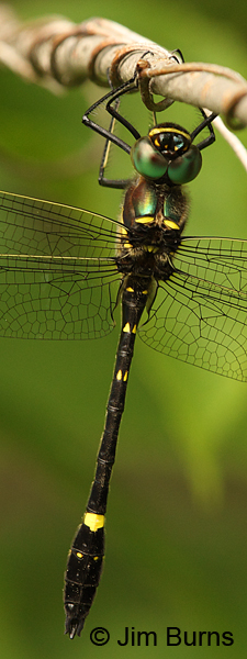 Swift River Cruiser northern male dorsal view, Sawyer Co., WI, June 2014.