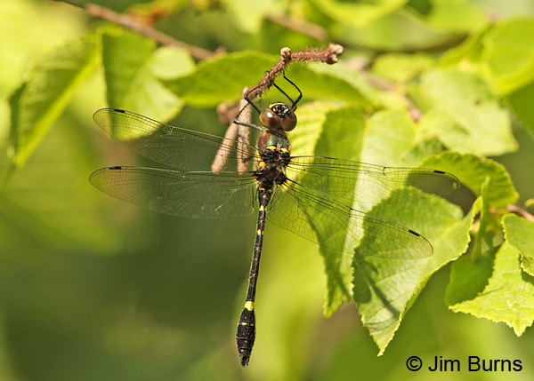 Swift River Cruiser northern male dorsal view, Rusk Co., WI, June 2014