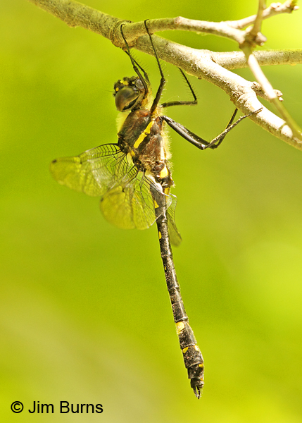 Swift River Cruiser northern male in shade, Rusk Co., WI, June 2014