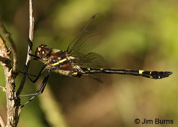 Swift River Cruiser northern male perched horizontal, Rusk Co., WI, June 2014