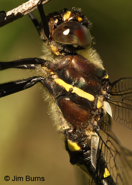 Swift River Cruiser northern male thorax close-up, Rusk Co., WI, June 2014