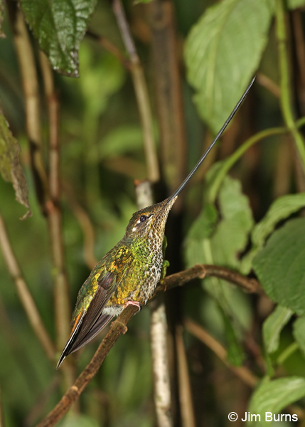 Sword-billed Hummingbird female