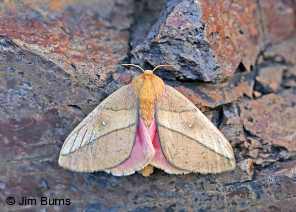 Syssphinx Montana Moth, Arizona