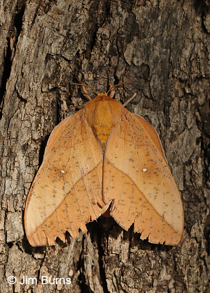 Syssphinx Montana Moth #2, Arizona 