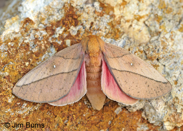Syssphinx Montana Moth sunrise, Arizona