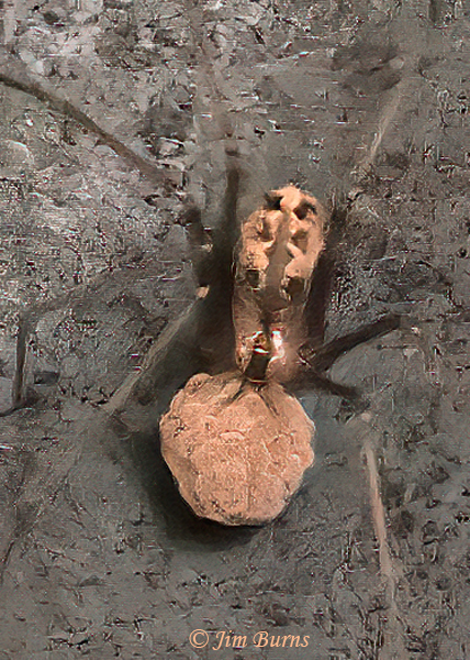 Tailed Cellar Spider female with egg sac, Arizona--0351