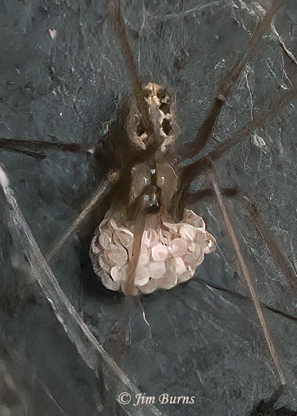 Tailed Cellar Spider female with egg sac #2, Arizona--0354