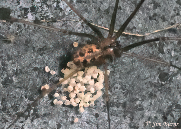 Tailed Cellar Spider female with damaged leg and loose eggs around her, Arizona--0355