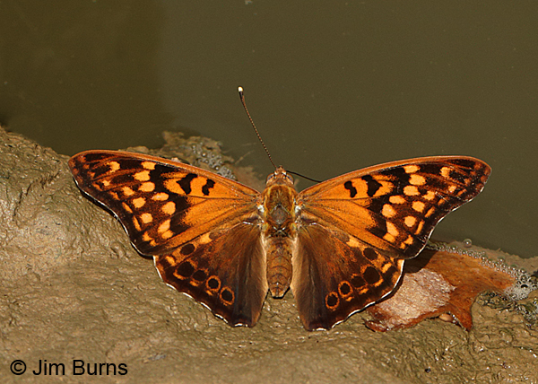 Tawny Emperor, Tennessee