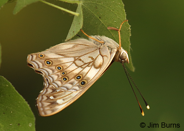 Tawny Emperor folded up on a cool, cloudy morning, Texas
