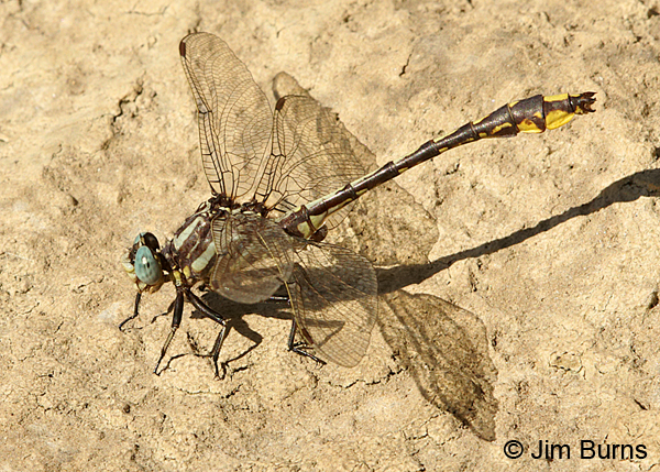 Tennessee Clubtail male #2, Rutherford Co., TN, June 2016