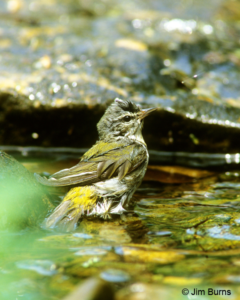 Tennessee Warbler spring adult bathing