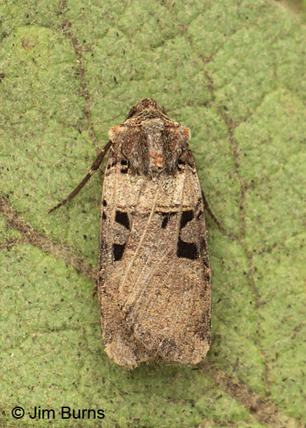 Tesselate Dart Moth, Arizona