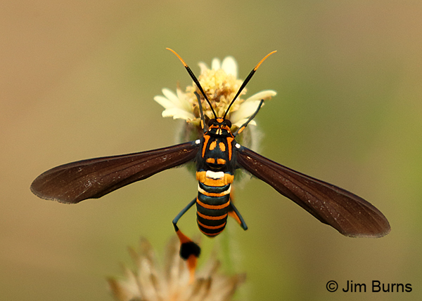 Texas Wasp Moth, Texas