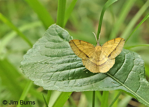 Thin-lined Erastria Moth,  Arkansas