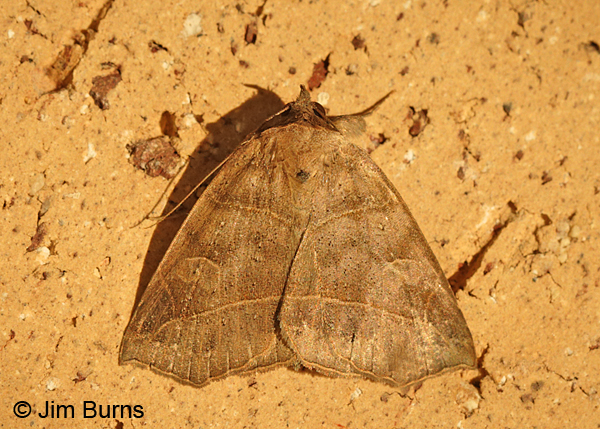 Thin-lined Owlet Moth, Texas