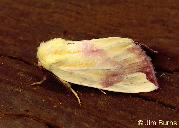 Thurberia Bollworm Moth dorsolateral view, Arizona--0532