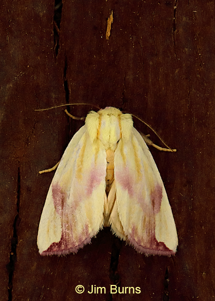 Thurberia Bollworm Moth, Arizona--0536