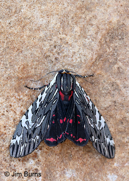 Tiger Moth hindwings, Arizona