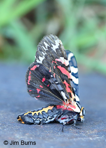 Tiger Moth underwing, Arizona