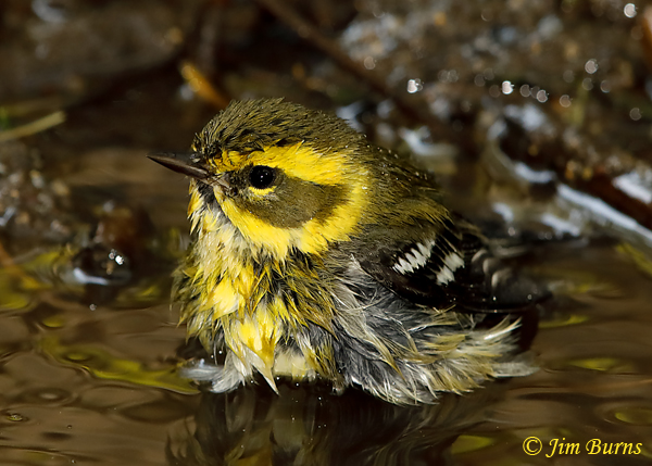Townsend's Warbler female bathing--5730