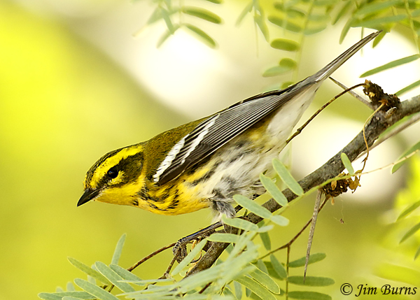 Townsend's Warbler first fall male showing obscured back spotting and black spotting on undertail coverts--7117