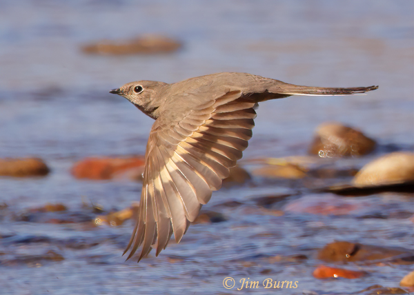 Townsend's Solitaire in flight--0223