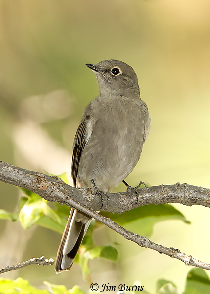 Townsend's Solitaire ventral view--6160