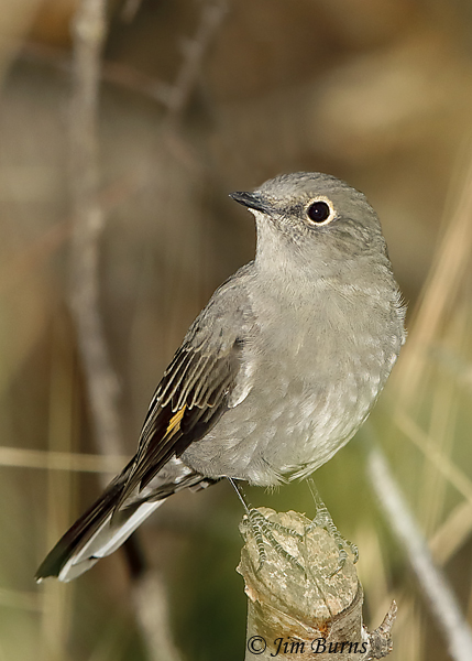 Townsend's Solitaire buff wing patch--6165