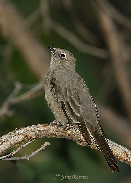 Townsend's Solitaire dorsal view--6228