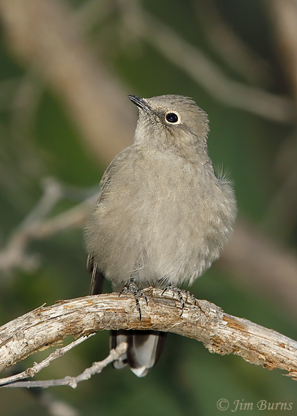 Townsend's Solitaire feathers fluffed--6242