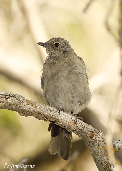 Townsend's Solitaire moulting adult--6251