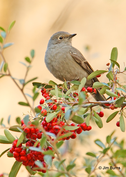Townsend's Solitaire in Pyracantha