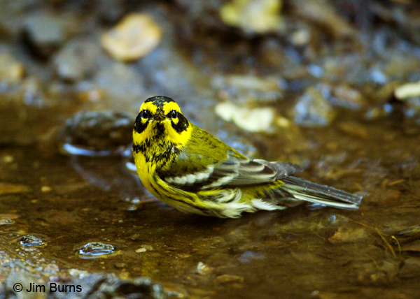 This male Townsend's Warbler stops to bathe in Queen Creek on its migration to the Pacific Northwest.