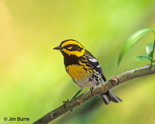 Townsend's Warbler male