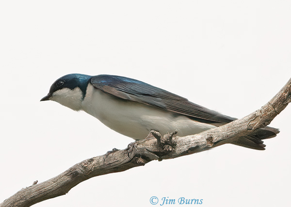 Tree Swallow at rest--0289