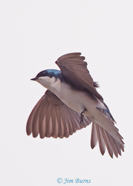 Tree Swallow in flight--0291