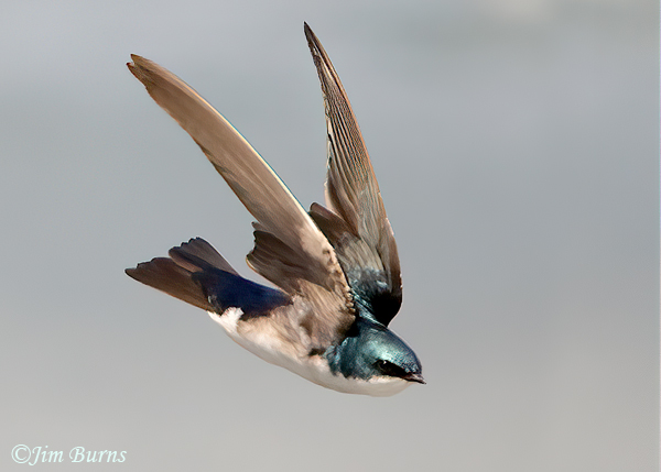 Tree Swallow on the wing #9--1941