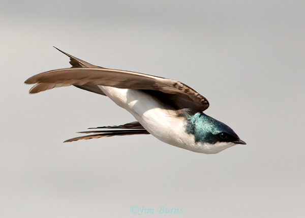Tree Swallow on the wing #2--1944