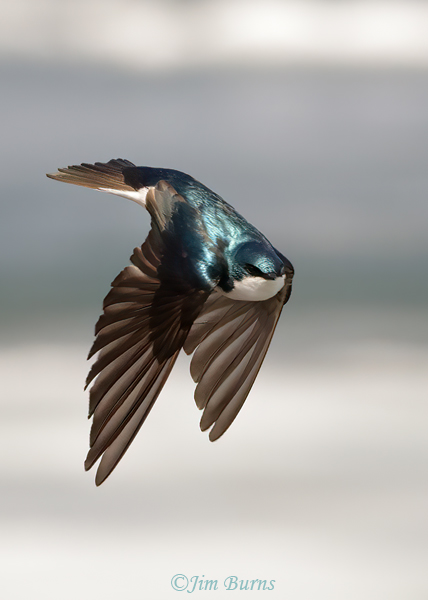 Tree Swallow on the wing #3--1959