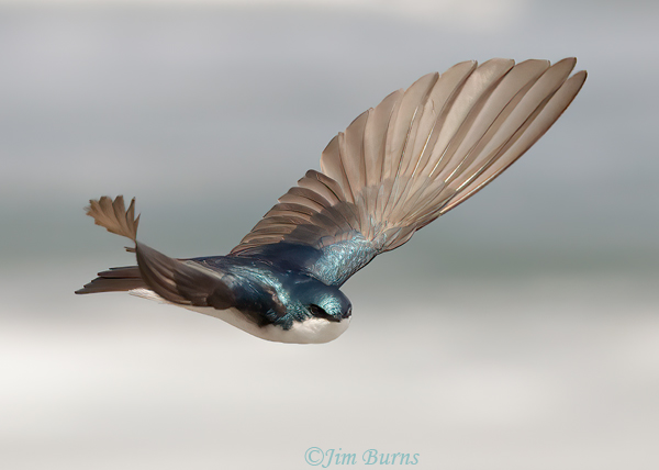 A male Tree Swallow on the wing over Ayer Lake shows off his seldom seen blue iridescence.