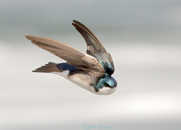 Tree Swallow on the wing #5--1961