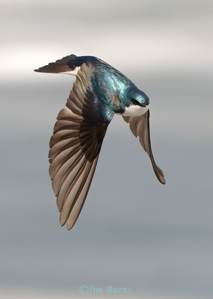 Tree Swallow on the wing #6--1962