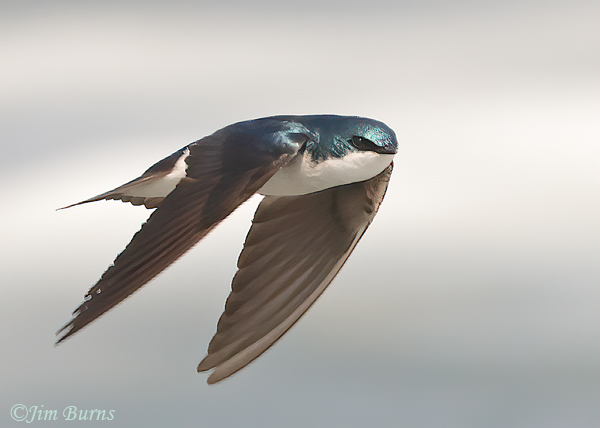 Tree Swallow on the wing #7--1970