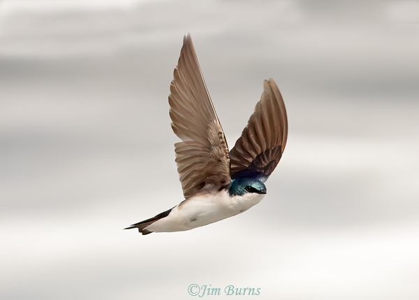 Tree Swallow on the wing #8--1971