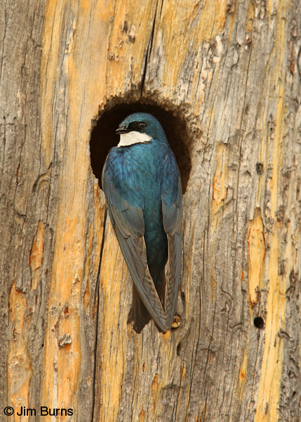 Tree Swallow at tree nest