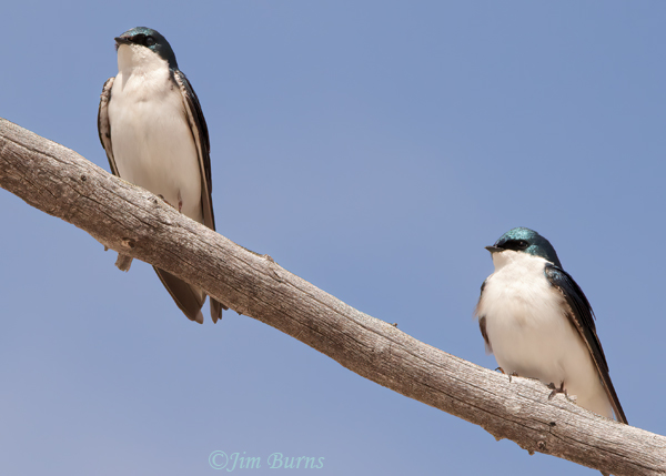 Tree Swallows at rest--1017