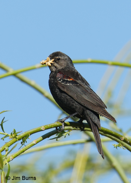 Tricolored Blackbird female with insect for nestlings